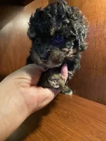 Zora, a female Poodle - Toy  for sale in Homerville, GA – 5 of 10