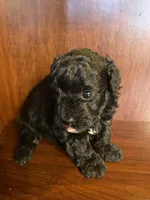 CeeCee, a female Poodle - Toy  for sale in Homerville, GA – Photo 2 of 5