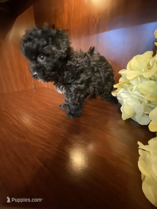 CeeCee – Poodle - Toy  puppy for sale in Homerville, GA
