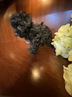 CeeCee, a female Poodle - Toy  for sale in Homerville, GA – Photo 1 of 8