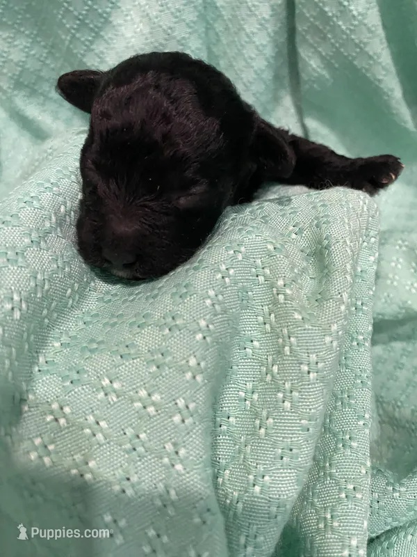 CeeCee – Poodle - Toy  puppy for sale in Homerville, GA