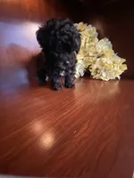 CeeCee, a female Poodle - Toy  for sale in Homerville, GA – Photo 7 of 8