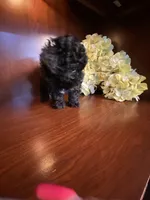 CeeCee, a female Poodle - Toy  for sale in Homerville, GA – Photo 5 of 8