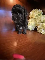 CeeCee, a female Poodle - Toy  for sale in Homerville, GA – Photo 2 of 8