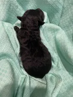 CeeCee, a female Poodle - Toy  for sale in Homerville, GA – Photo 5 of 5