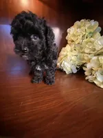 CeeCee, a female Poodle - Toy  for sale in Homerville, GA – Photo 8 of 8