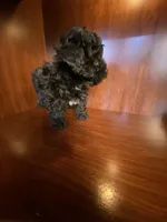 CeeCee, a female Poodle - Toy  for sale in Homerville, GA – Photo 3 of 8