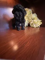 CeeCee, a female Poodle - Toy  for sale in Homerville, GA – Photo 6 of 8