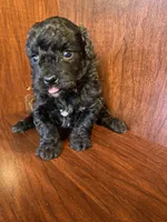 CeeCee, a female Poodle - Toy  for sale in Homerville, GA – Photo 1 of 5