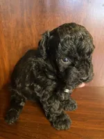 CeeCee, a female Poodle - Toy  for sale in Homerville, GA – Photo 3 of 5