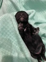 CeeCee, a female Poodle - Toy  for sale in Homerville, GA – Photo 3 of 5