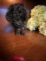 CeeCee, a female Poodle - Toy  for sale in Homerville, GA – Photo 4 of 8