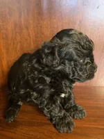 CeeCee, a female Poodle - Toy  for sale in Homerville, GA – Photo 5 of 5