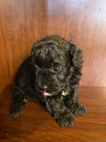 CeeCee, a female Poodle - Toy  for sale in Homerville, GA – Photo 4 of 5