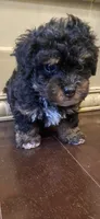 Zora, a female Poodle - Toy  for sale in Homerville, GA – 8 of 10