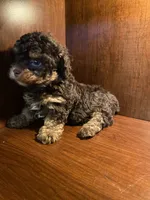 Ziggy, a female Poodle - Toy  for sale in Homerville, GA – 3 of 6