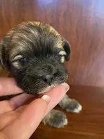 Simpson, a male Shihpoo for sale in Homerville, GA – Photo 2 of 8