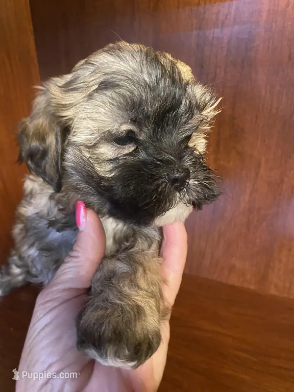 Simpson – Shihpoo puppy for sale in Homerville, GA