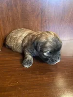 Simpson, a male Shihpoo for sale in Homerville, GA – Photo 5 of 8