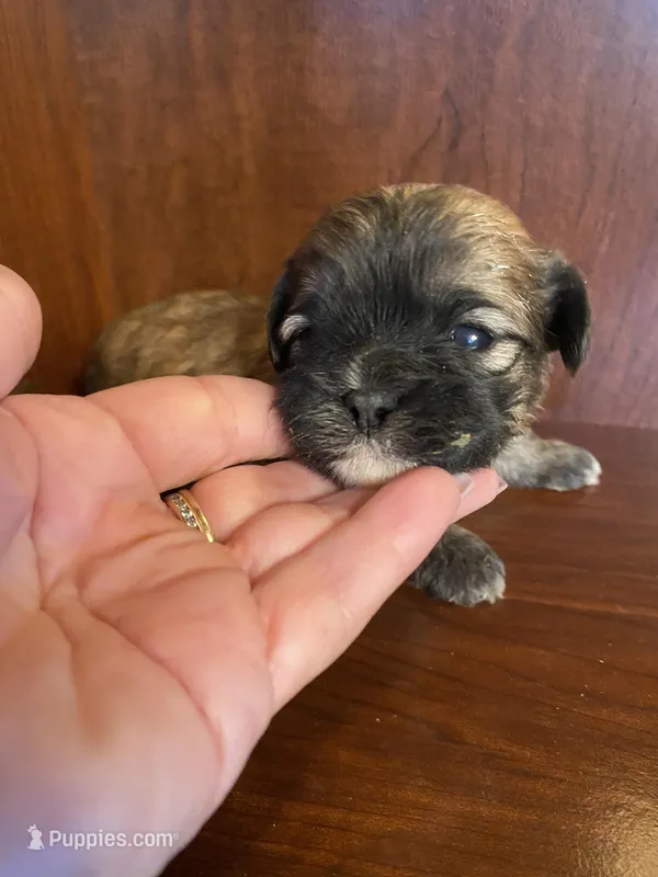 Simpson – Shihpoo puppy for sale in Homerville, GA