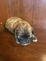 Simpson, a male Shihpoo for sale in Homerville, GA – Photo 8 of 8