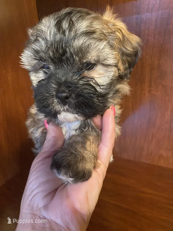 Simpson – Shihpoo puppy for sale in Homerville, GA