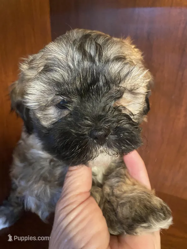 Simpson – Shihpoo puppy for sale in Homerville, GA