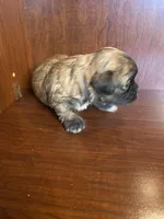 Simpson, a male Shihpoo for sale in Homerville, GA – Photo 6 of 8