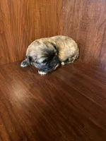 Simpson, a male Shihpoo for sale in Homerville, GA – Photo 4 of 8