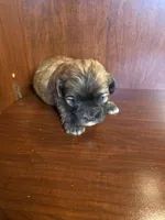 Simpson, a male Shihpoo for sale in Homerville, GA – Photo 7 of 8