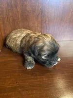 Simpson, a male Shihpoo for sale in Homerville, GA – Photo 3 of 8