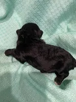 Cindy, a female Poodle - Toy  for sale in Homerville, GA – Photo 4 of 4