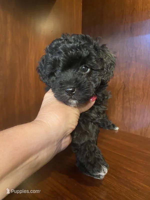 Cindy – Poodle - Toy  puppy for sale in Homerville, GA