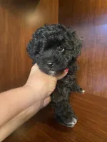 Cindy, a female Poodle - Toy  for sale in Homerville, GA – Photo 3 of 10