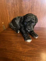 Cindy, a female Poodle - Toy  for sale in Homerville, GA – Photo 2 of 5