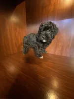 Cindy, a female Poodle - Toy  for sale in Homerville, GA – Photo 6 of 10