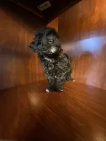 Cindy, a female Poodle - Toy  for sale in Homerville, GA – Photo 8 of 10