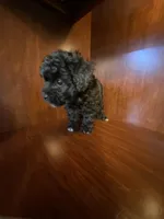 Cindy, a female Poodle - Toy  for sale in Homerville, GA – Photo 10 of 10