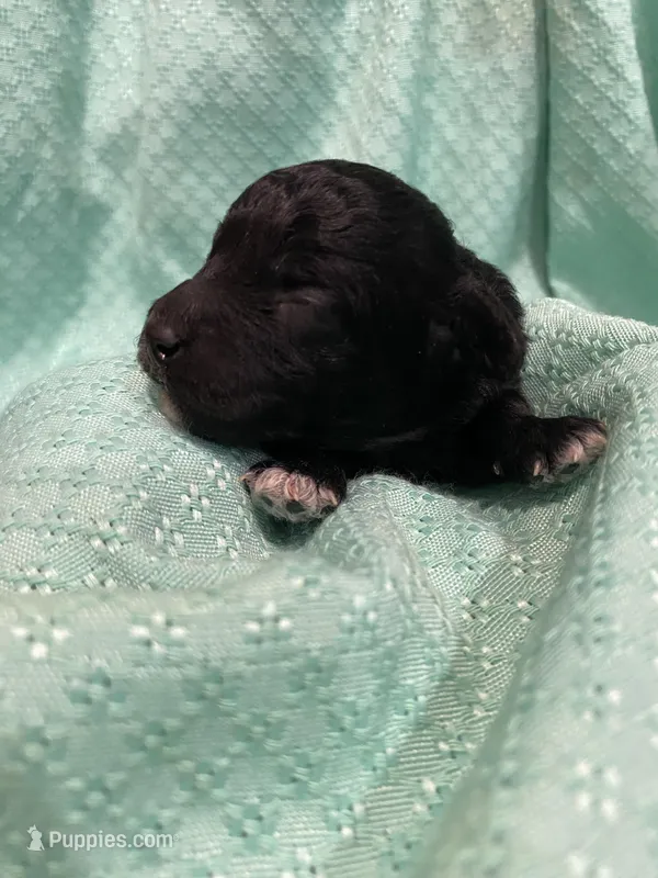 Cindy – Poodle - Toy  puppy for sale in Homerville, GA