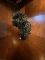 Cindy, a female Poodle - Toy  for sale in Homerville, GA – Photo 7 of 10