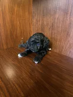 Cindy, a female Poodle - Toy  for sale in Homerville, GA – Photo 3 of 5