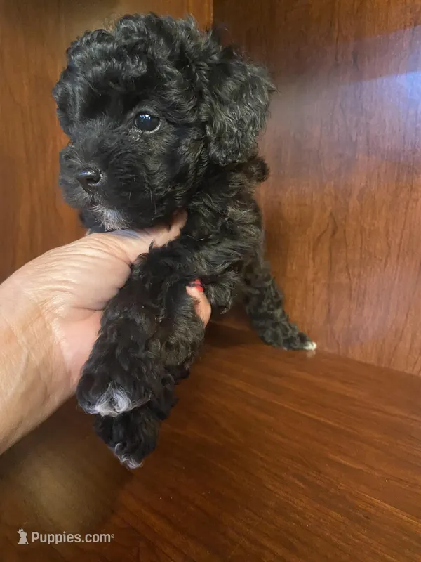 Cindy – Poodle - Toy  puppy for sale in Homerville, GA