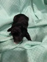 Cindy, a female Poodle - Toy  for sale in Homerville, GA – Photo 2 of 4