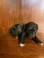 Cindy, a female Poodle - Toy  for sale in Homerville, GA – Photo 5 of 5