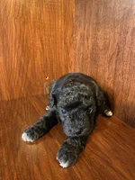 Cindy, a female Poodle - Toy  for sale in Homerville, GA – Photo 4 of 5