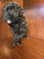 Cindy, a female Poodle - Toy  for sale in Homerville, GA – Photo 4 of 10