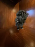 Cindy, a female Poodle - Toy  for sale in Homerville, GA – Photo 9 of 10