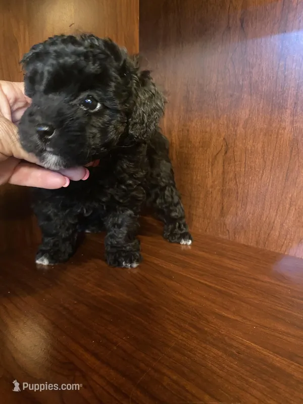 Cindy – Poodle - Toy  puppy for sale in Homerville, GA