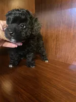 Cindy, a female Poodle - Toy  for sale in Homerville, GA – Photo 2 of 10