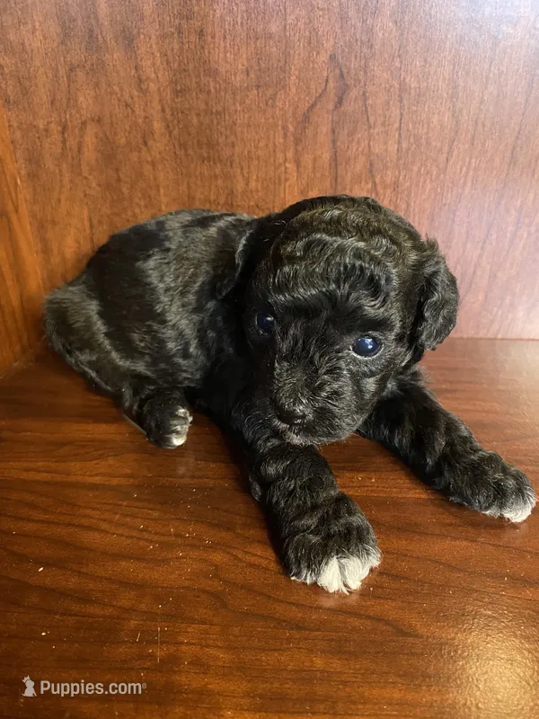 Cindy – Poodle - Toy  puppy for sale in Homerville, GA